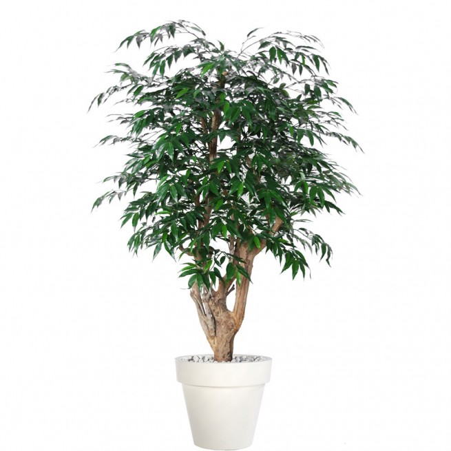 Planta semi-artificiala Ila, Myrsifolia Malabar Green - 150 cm